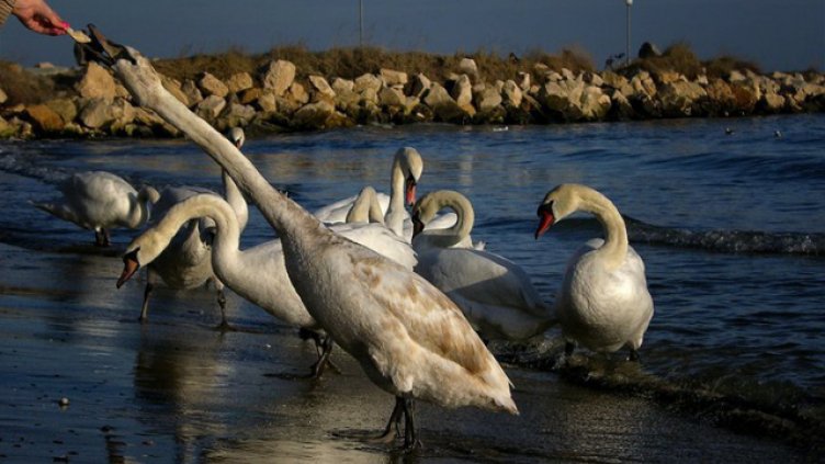 Снимки: Ели Маринова