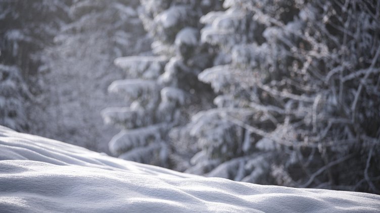 Снимка: Pixabay/Juncala