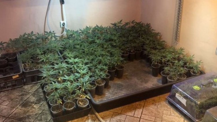 Оставиха в ареста Калоян, превърнал къща край Варна в наркооранжерия