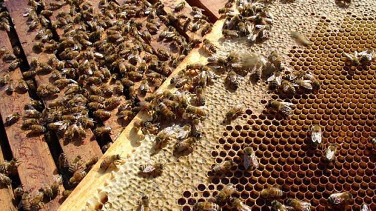 И пчеларите подготвят протести във Варна