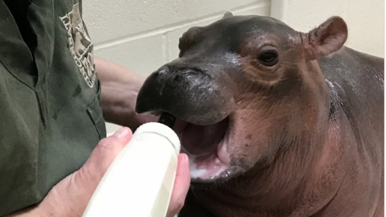 Снимка: cincinnatizoo.org