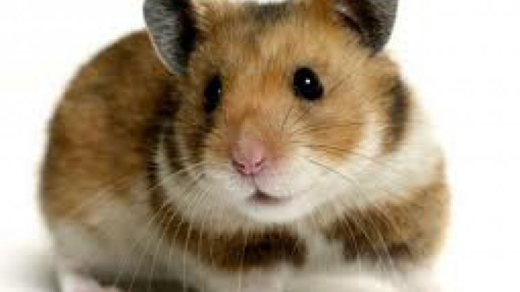 Учител изяде хамстер пред учениците си