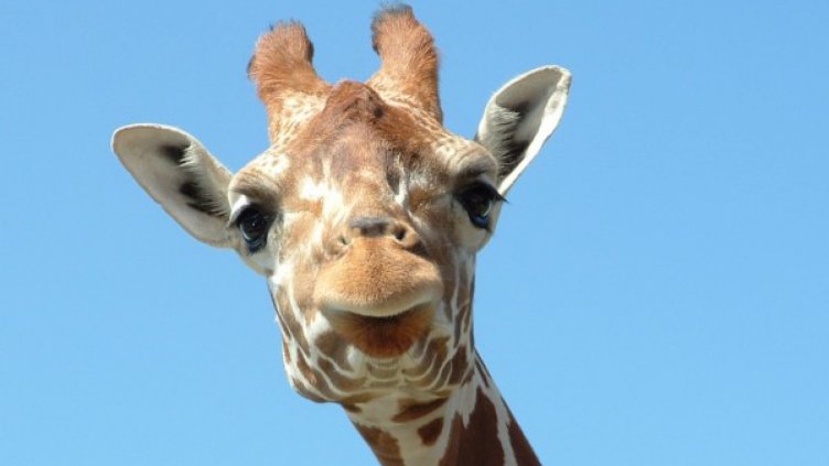 Знаете ли, че... езикът на жирафа е дълъг цели 53 см?