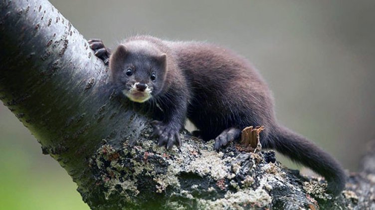 В Дания ще ликвидират всички норки заради мутация на COVID-19