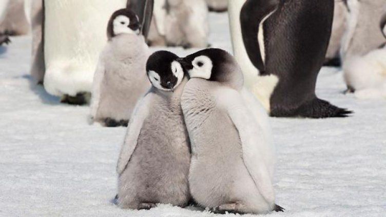 10 двойки от царството на животните, които остават заедно завинаги