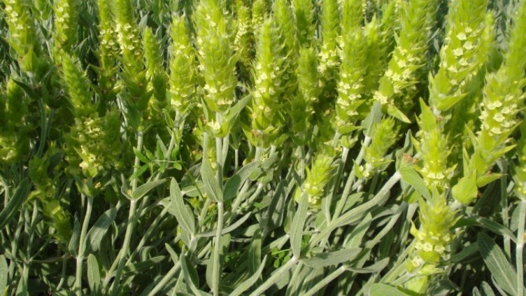 25 кг мурсалски чай иззеха екоинспектори