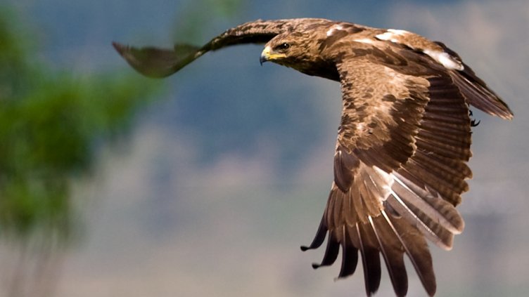 Удължиха срока на кампанията за предотвратяване на престъпленията срещу природата