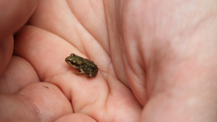 Откриха нов вид жаба, дълга... 2,5 см
