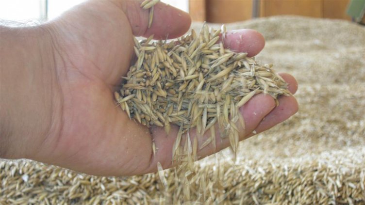 Българският износ на зърно вече е освободен от експортна лицензия