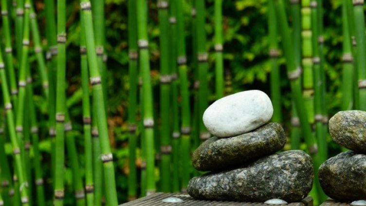 5 домашни растения, които носят късмет в живота