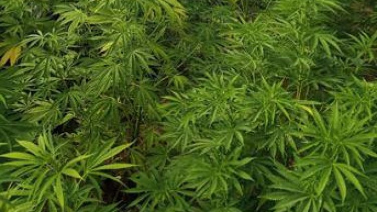 Разкриха плантация за марихуана край Варна