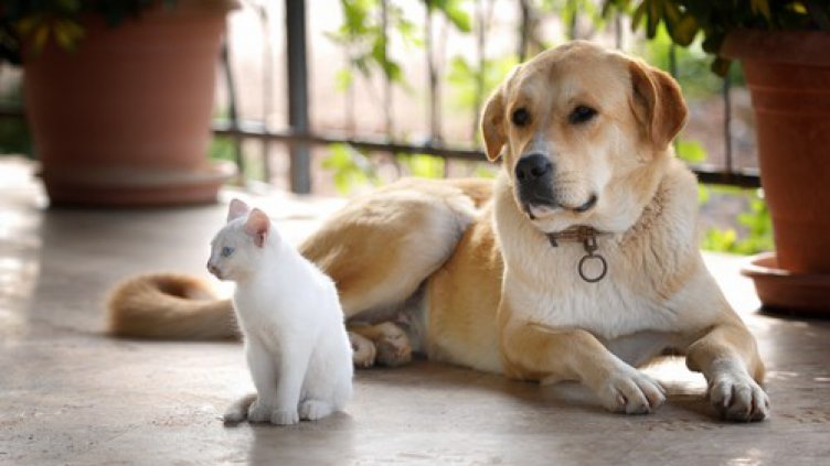 5 ползи за здравето от това да имате домашен любимец