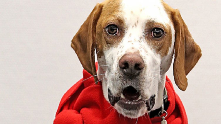 Скандал с германската ГСДП - куче стана неин член