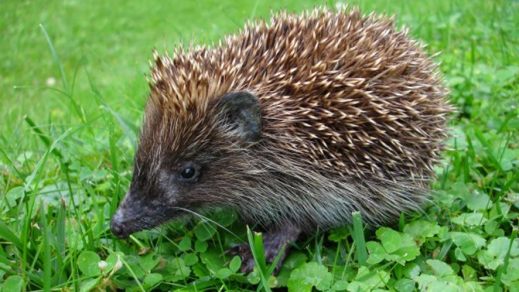 Полицаи спасиха пет таралежа, намериха ги в чувал