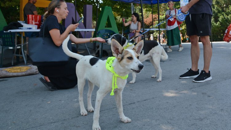 Приютът за кучета се включи в изложение в подкрепа на бездомните животни