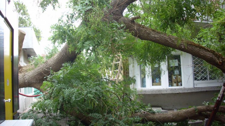 Огромно дърво затисна магазин на пазара в Добрич