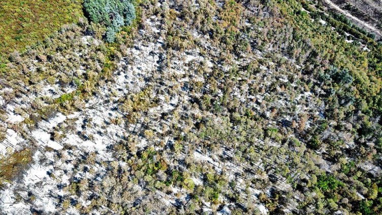 Няма тлеещи участъци след пожара в гората над кв. „Аспарухово“