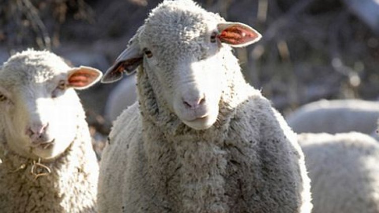 Фермери: Няма да си доим овцете!