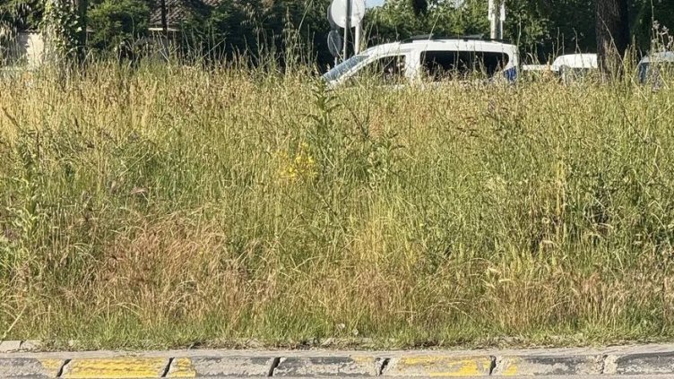 Кръговото кръстовище на Траката край Варна стана като джунгла, Район "Приморски": Грижа на АПИ е