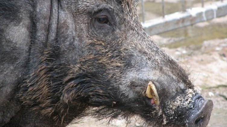 Положителни проби за чума при глигани край Девин  