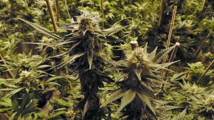 Задържаха мъж, собственик на наркооранжерия за марихуана