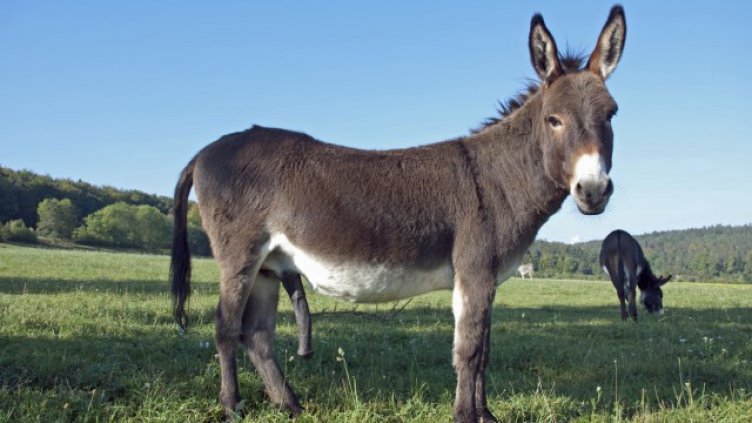 Първият приют за магарета в България отвори врати