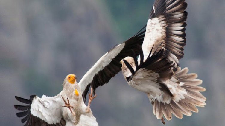 Продължават усилията за предпазване на лешояди и други хищници от тока