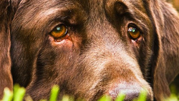 Спасиха куче от горящ апартамент във Варна