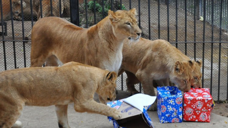 Снимки Пламен Гутинов