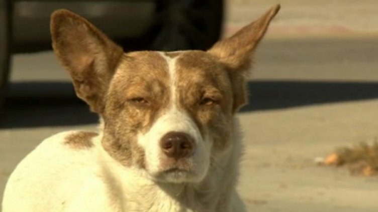 Велинград пропищя от кучета – нападат по три