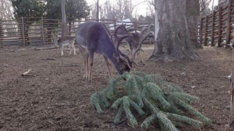 Зоокътът във Варна очаква живи елхички от гражданите след празниците