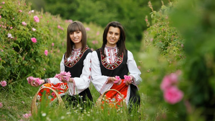 Няма неизкупени количества розов цвят