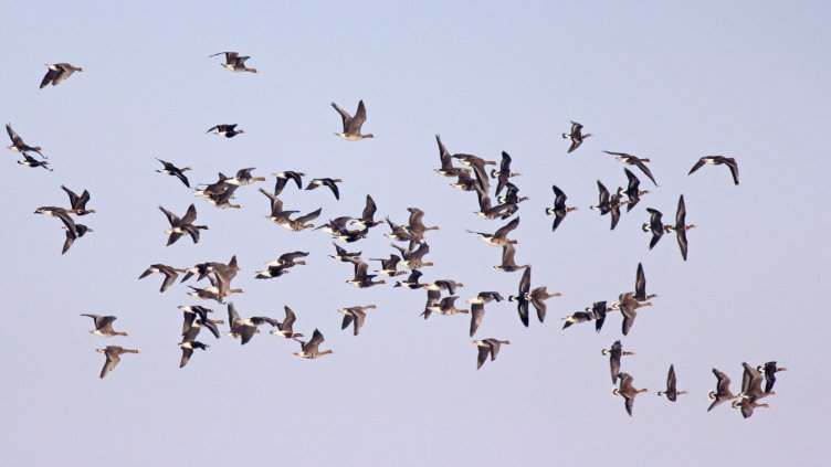 Енергото вложи 1,15 млн. лева в птицезащитни устройства за 4 г.