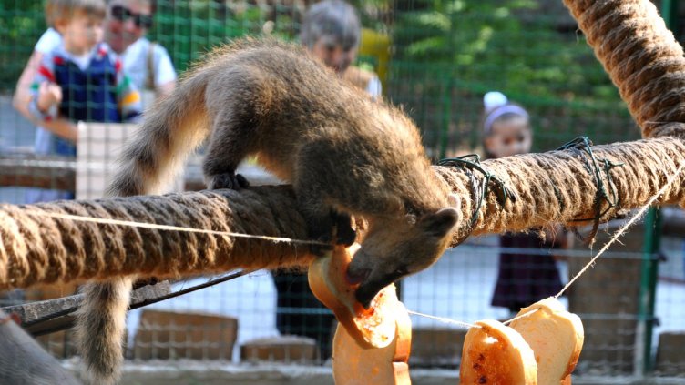С пари от дарители правят ветеринарна лечебница във  варненския зоопарк