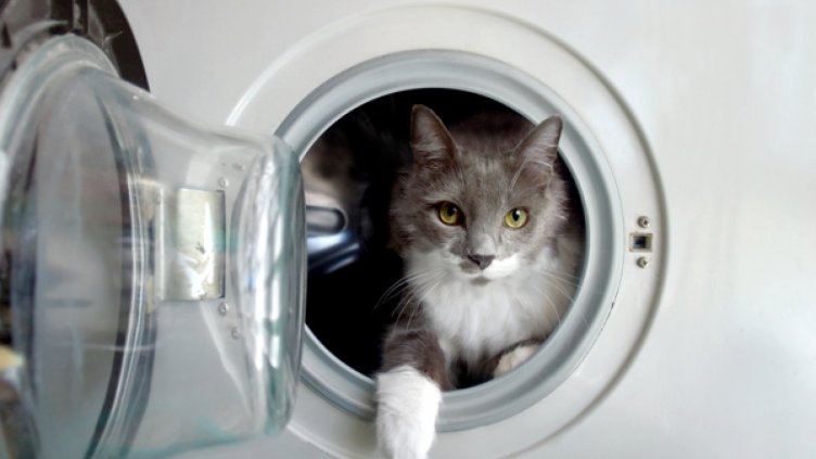 Котета оцеляха, след като се "въртяха" в пералня