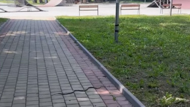 Внимание! Змии плъзнаха из Девня (ВИДЕО)