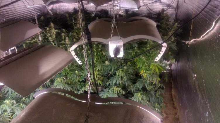 Съдят варненец, спипан с 21 растения марихуана в дома си