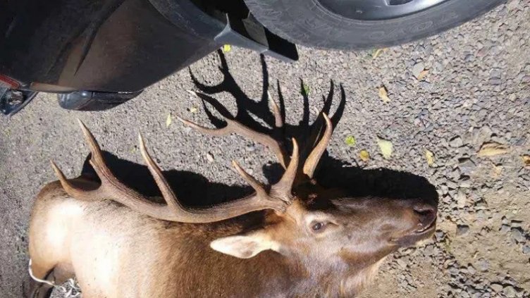 Варненец с "Форд" блъсна елен на магистралата