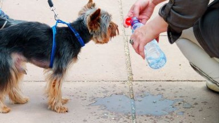 Как да се грижим за домашните си любимци в жегата?