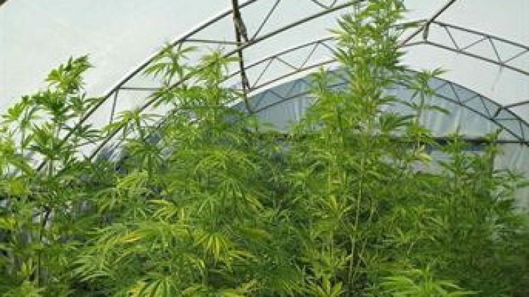 Пуснаха вкъщи Григор, гледал марихуана в Близнаци