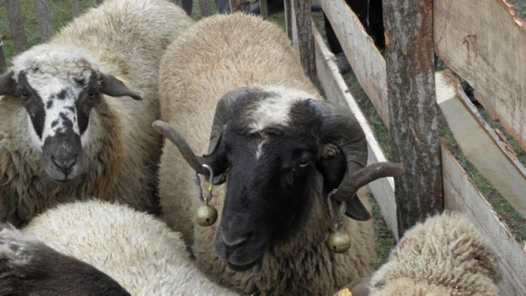 Около 400 овце и кози са евтанизирани в село Кости