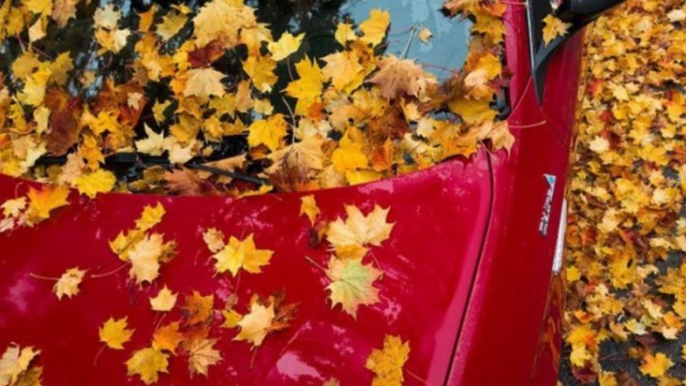 Листата са смърт за колата! Защо е важно да ги чистим