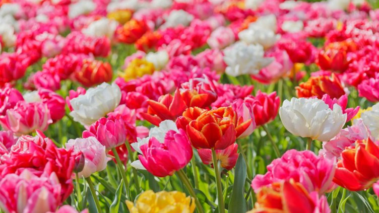 Честит 8 март, мили дами!!!