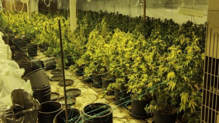 Разбиха високотехнологична оранжерия за канабис край Варна (СНИМКИ)
