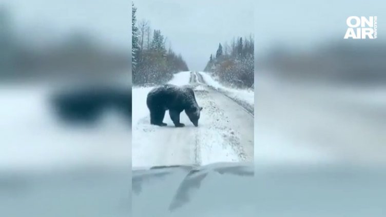 Който го е страх от мечки да не ходи в гората… Мечка обаче щъка на пътя ВИДЕО