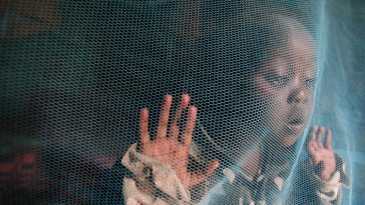 Какво ще се случи, ако унищожим всички комари?