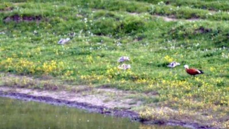 Преустановено е изтичането на фекални води в ”Сребърна”