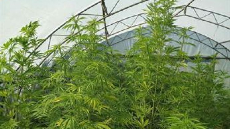 ГДБОП разби поредната наркооранжерия 