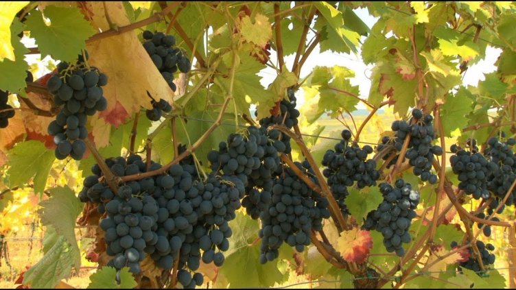Земеделци: Няма кой да бере гроздето във Варненско