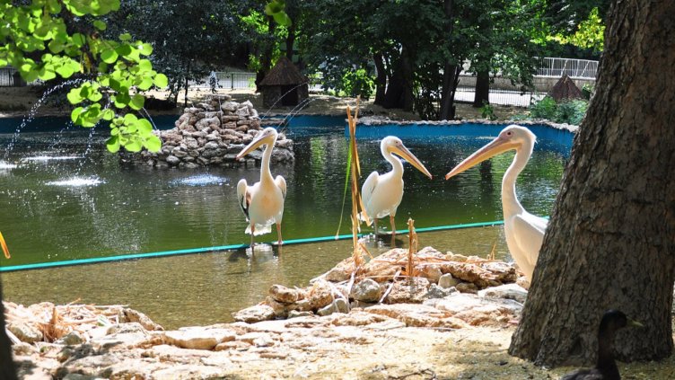 Пияници тормозят животните в зоопарка